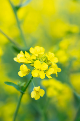 大自然黄色油菜花