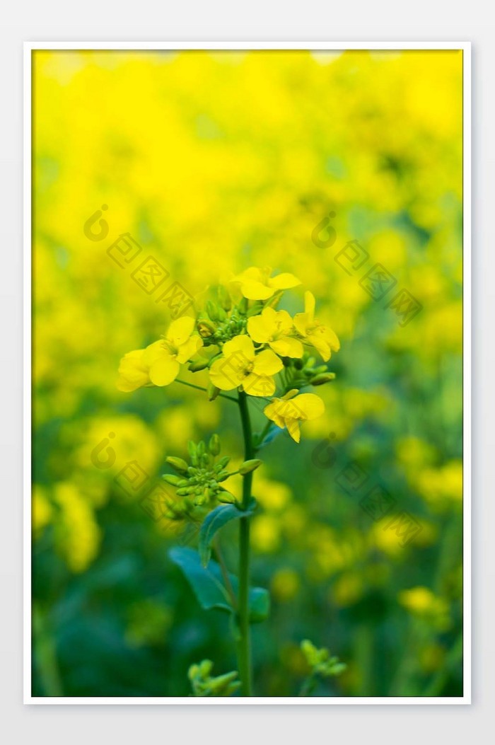 黄色花枝油菜花摄影图