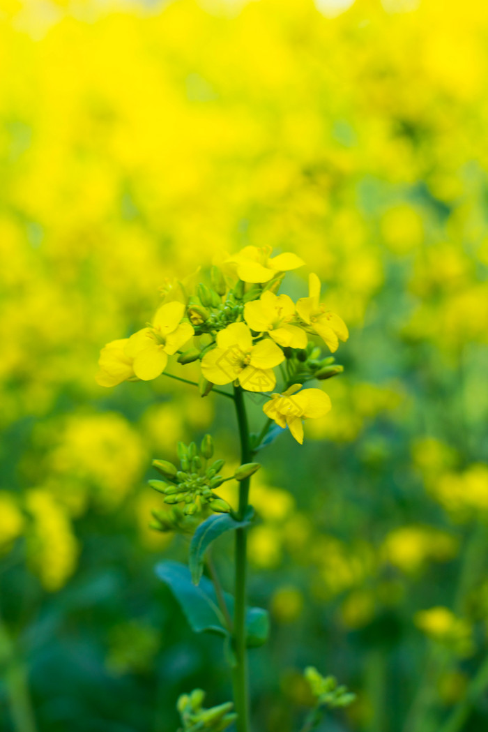 黄色花枝油菜花摄影图图片