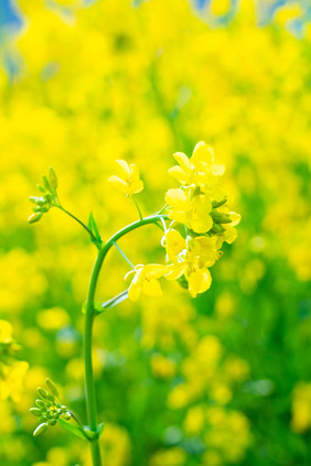 大自然油菜花摄影图