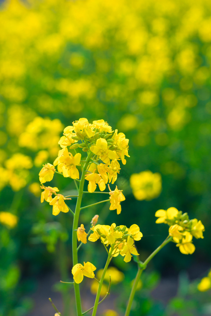 黄色油菜花花枝摄影图图片