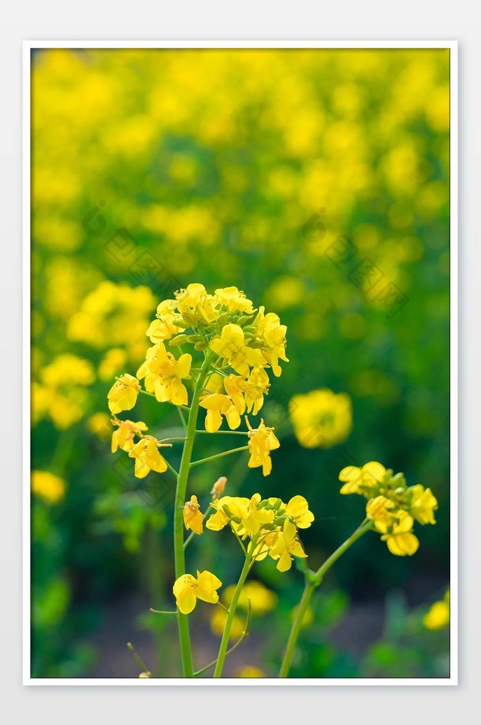 黄色油菜花花枝摄影图图片图片