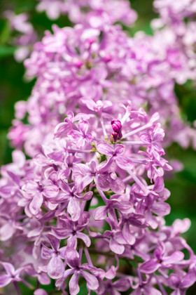 紫丁香丁香花图片大全下载 包图网