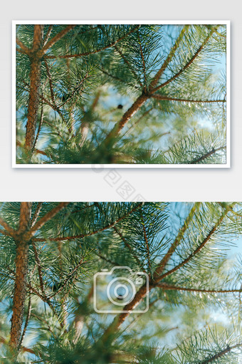 夏日清新松树逆光摄影图图片