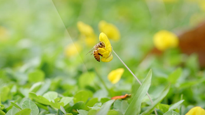 蝴蝶蜜蜂昆虫采蜜花朵特写