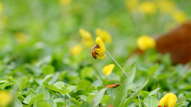 蝴蝶蜜蜂昆虫采蜜花朵特写