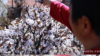 实拍工人修剪树枝园林修剪下载自然实拍唯美盛开的樱花4k下载自然实拍