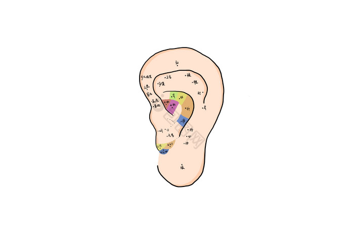 中医耳朵穴位图示图片