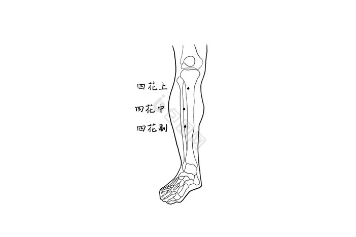 中医腿部穴位经络图图片