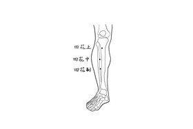 中医人体腿部穴位经络图