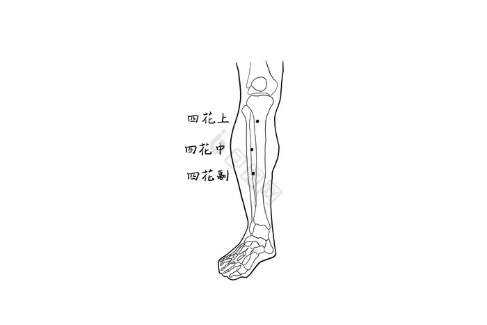 中医人体腿部穴位经络图图片