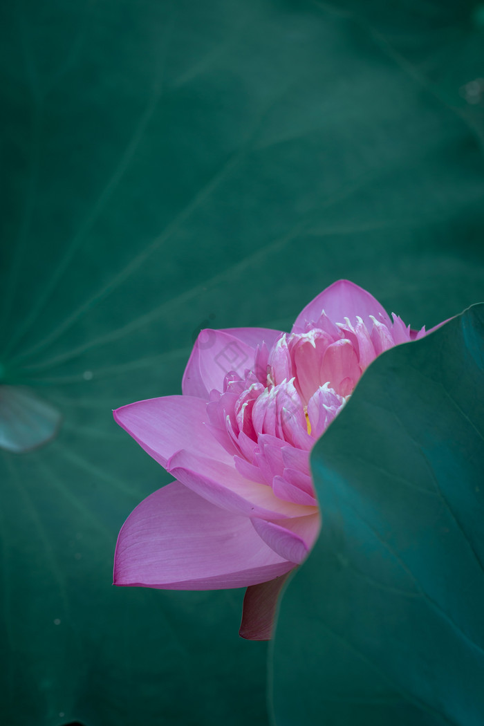荷花荷叶暗调夏天节气海报背景