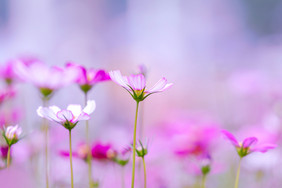 唯美浪漫粉红色花朵夏