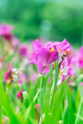 夏清新绿花朵节气海报背景