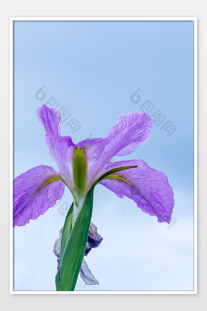 仰拍花朵紫色鸢尾