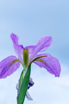 仰拍花朵紫色鸢尾