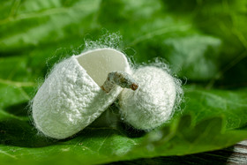 24节气节气小满蚕虫吐丝