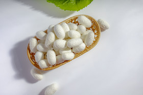 小满蚕吐丝衬祈蚕节蚕茧蚕壳蚕甬小满节气祭蚕春蚕祈蚕节蚕虫吃桑叶