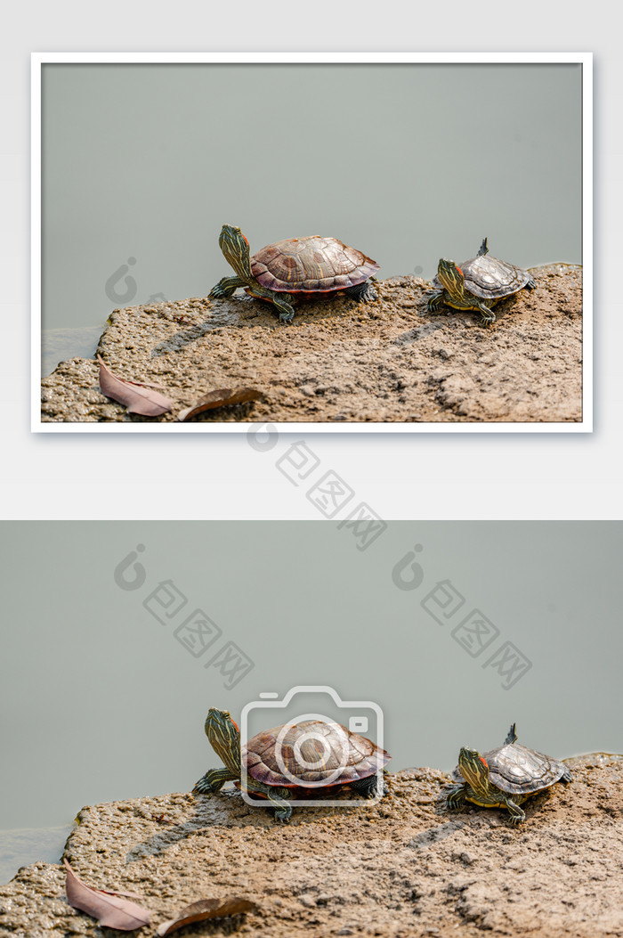 夏日岸边动物乌龟摄影图