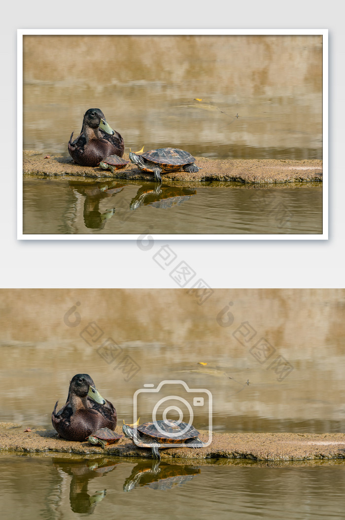 夏日岸上湖边动物乌龟鸭子摄影图图片图片