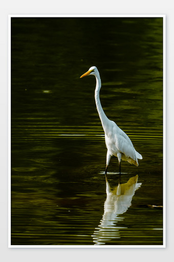 夏日湖中湖水动物鸟类摄影图图片