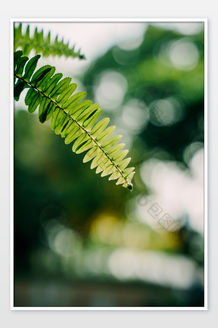 夏日夏季小暑植物叶子摄影图