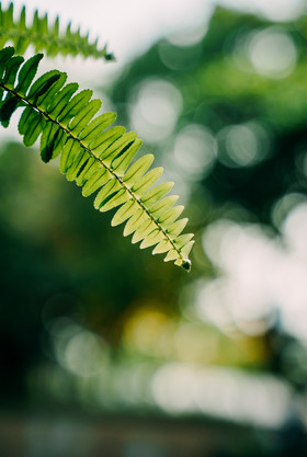 夏日夏季小暑植物叶子摄影图
