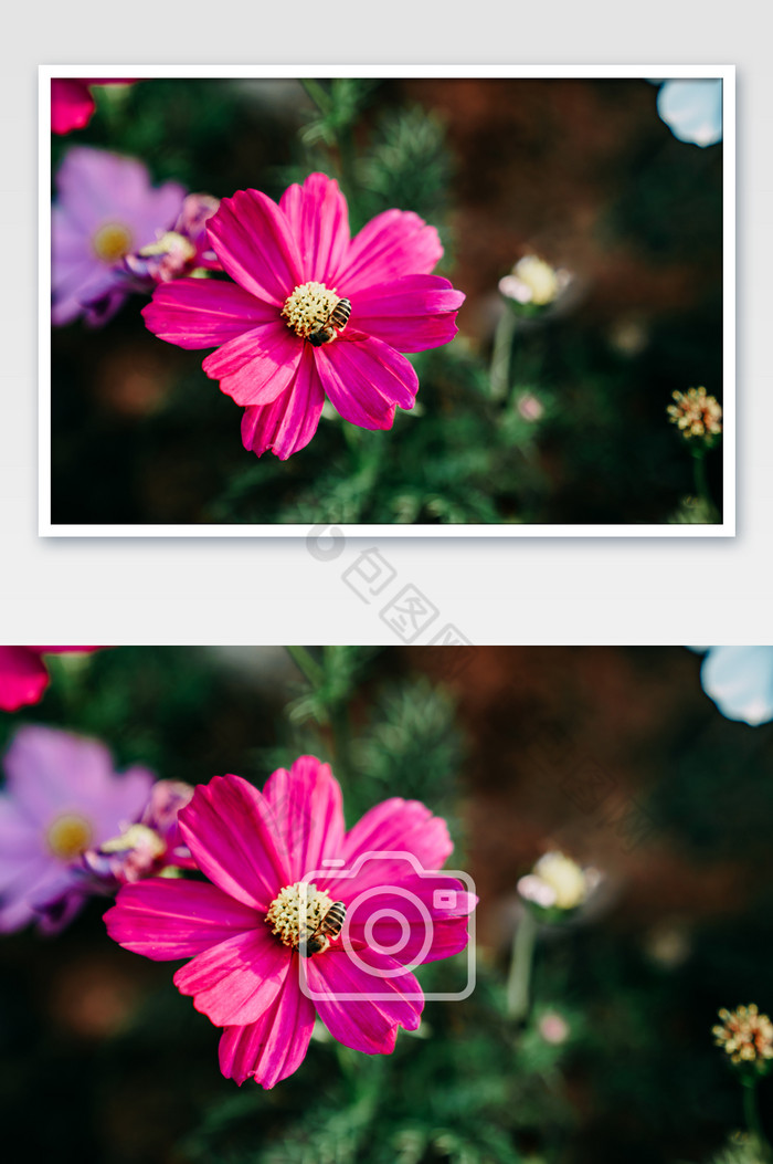夏至夏季植物花卉蜜蜂摄影图图片图片