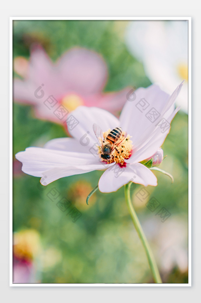 夏日夏至植物花卉蜜蜂摄影图图片图片