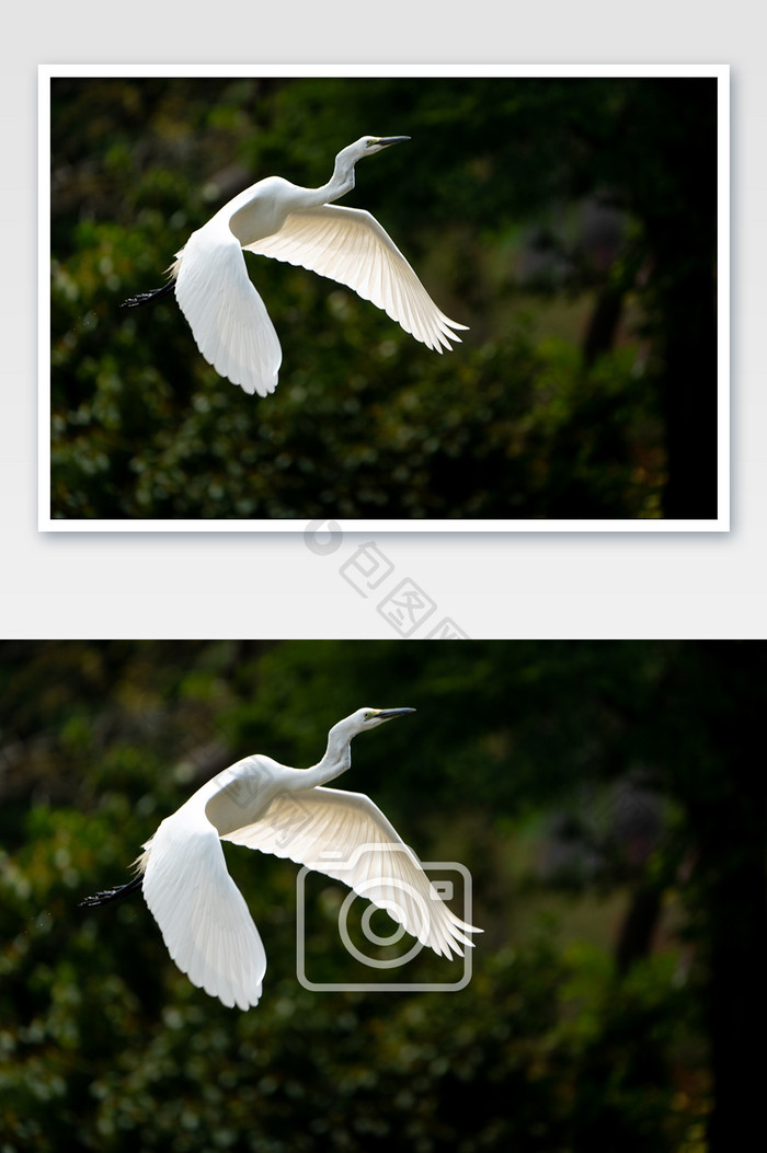 动物鸟类飞翔夏日摄影图