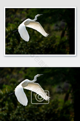 动物鸟类飞翔夏日摄影图图片