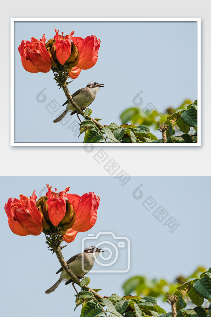 花卉枝头动物鸟类小鸟夏日摄影图图片图片
