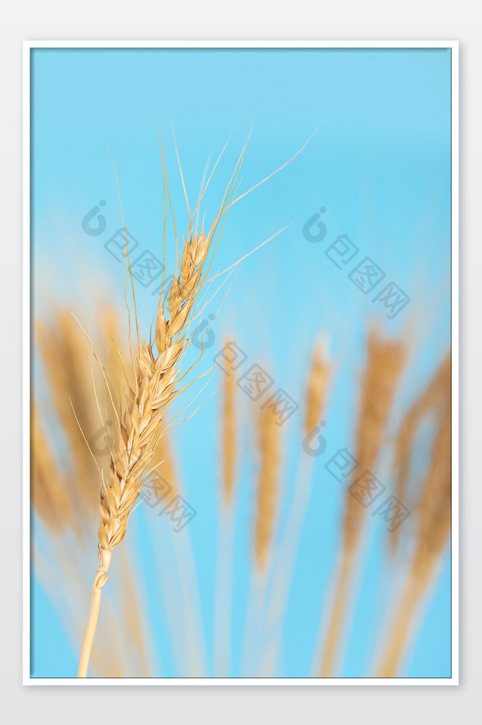 芒种小麦微缩创意蓝色背景图片图片