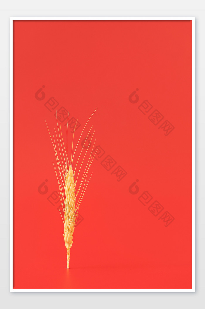 小麦创意芒种节气红色背景图片图片