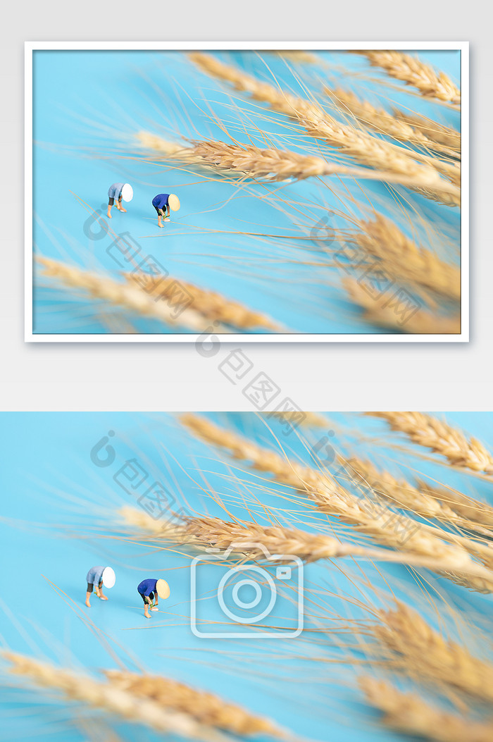 小麦芒种节气微缩创意蓝色背景