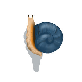 虫子蜗牛动物螺壳