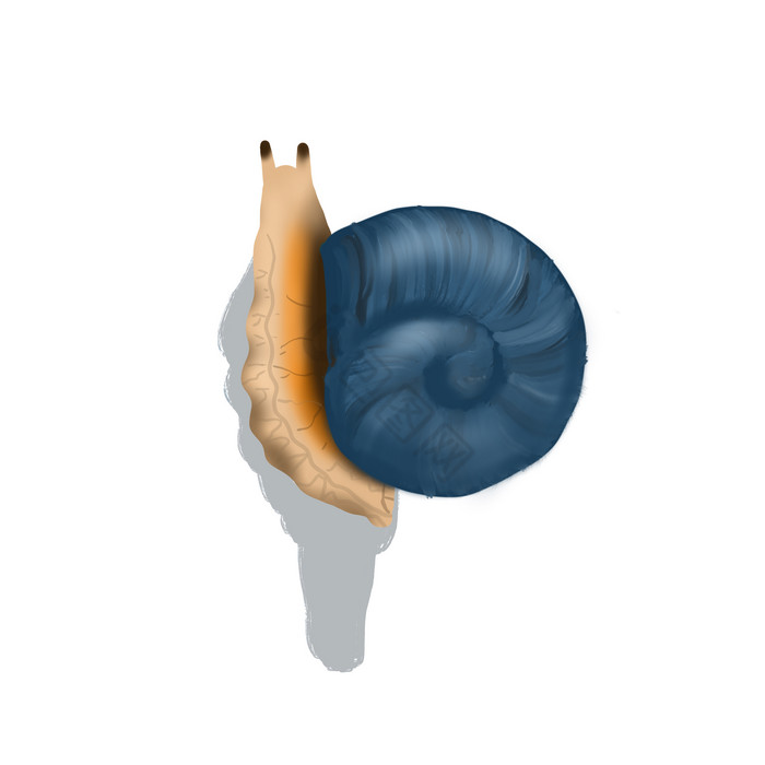 虫子蜗牛动物螺壳图片