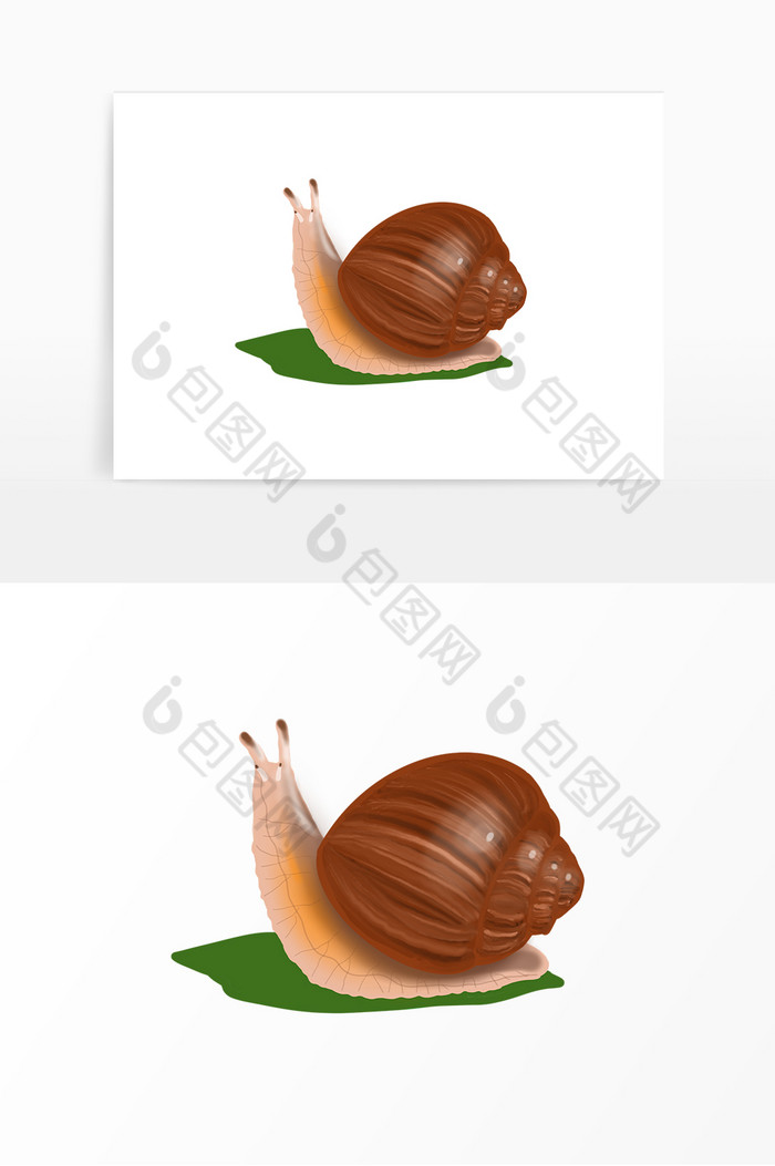 蜗牛动物软体动物图片图片