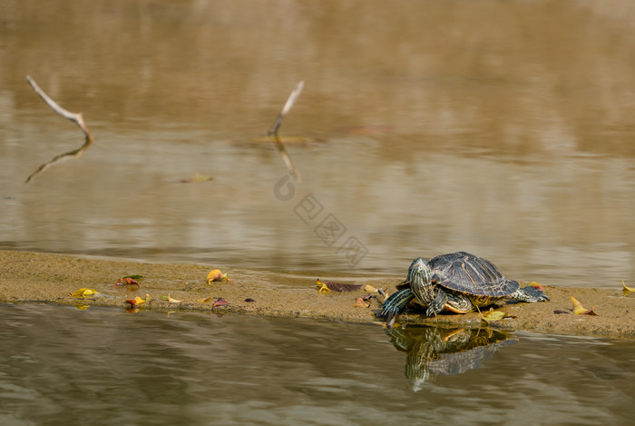 夏日动物岸边乌龟自然风景摄影图图片