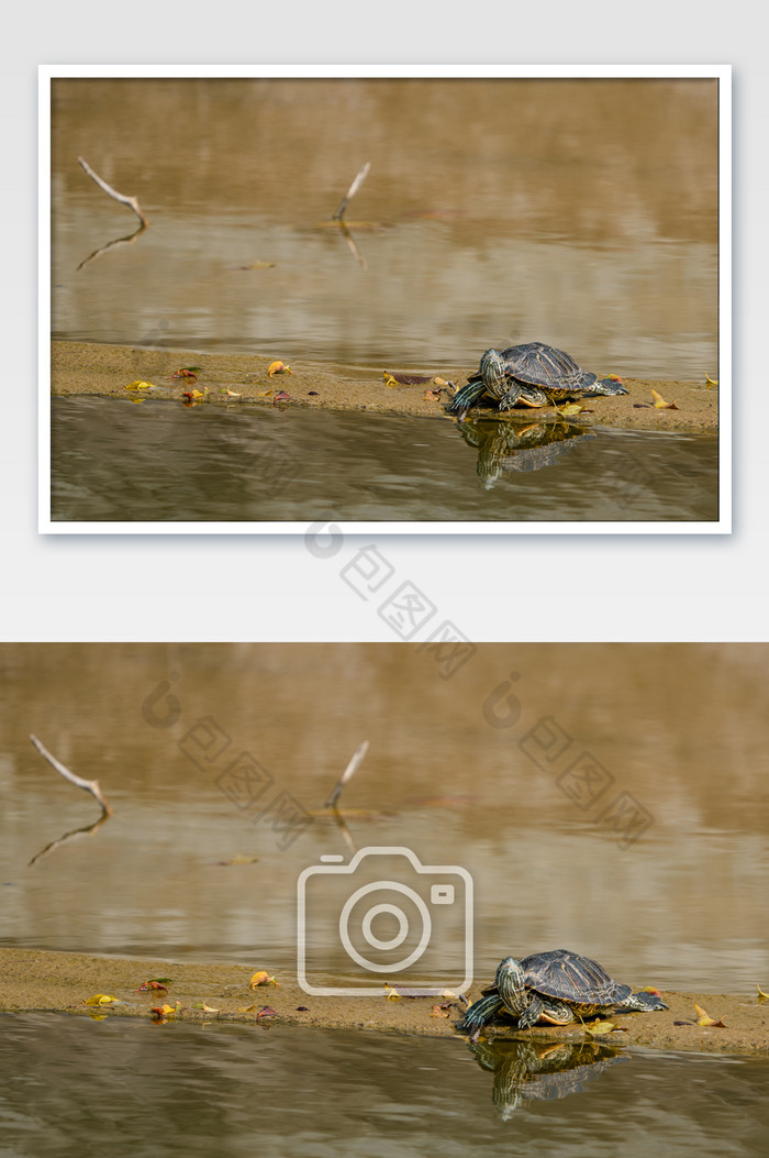 夏日动物岸边乌龟自然风景摄影图图片图片