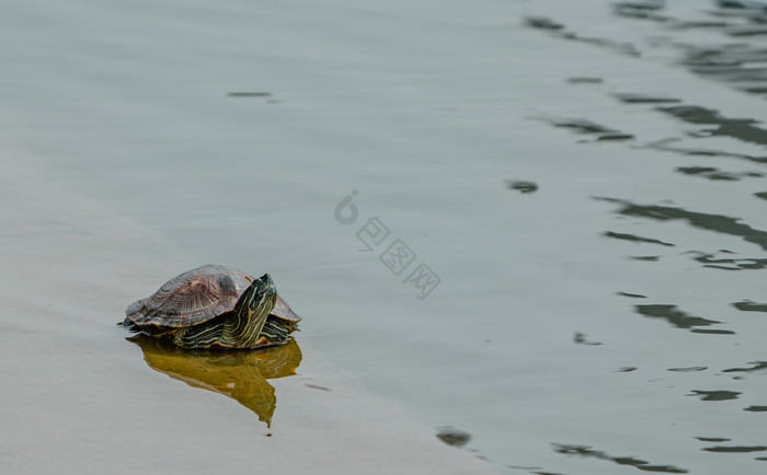 夏日动物乌龟户外摄影图图片