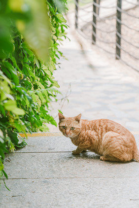 宠物萌宠猫咪橘猫动物摄影图