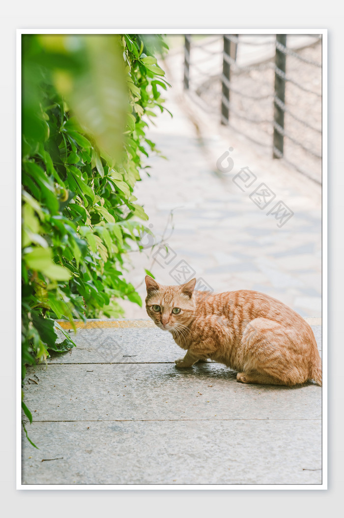 宠物萌宠猫咪橘猫动物摄影图