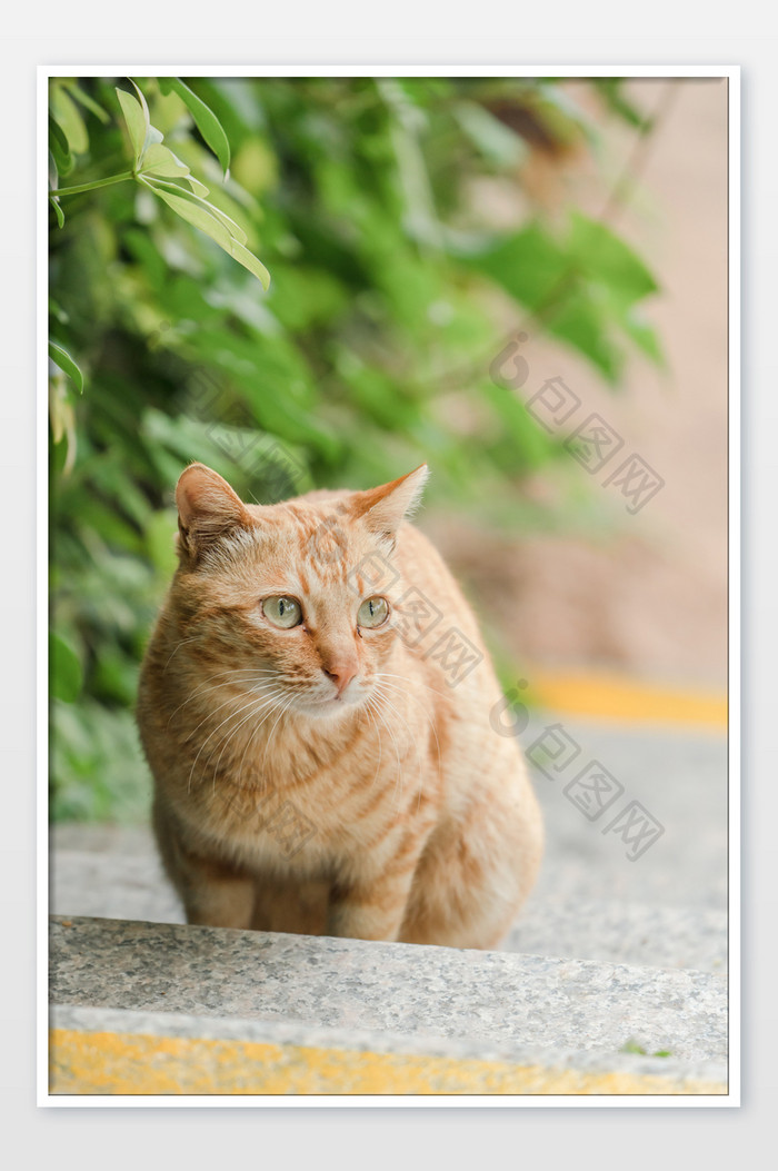 宠物萌宠猫咪橘猫摄影图