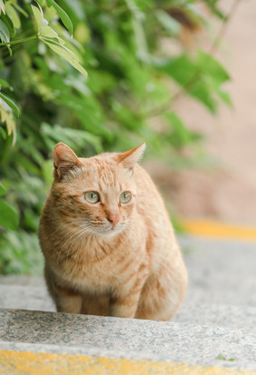 宠物萌宠猫咪橘猫摄影图