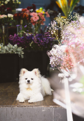 白色宠物犬银狐犬狗狗摄影图