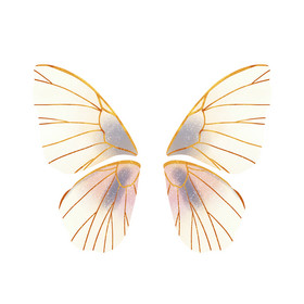 昆虫蝴蝶翅膀图片