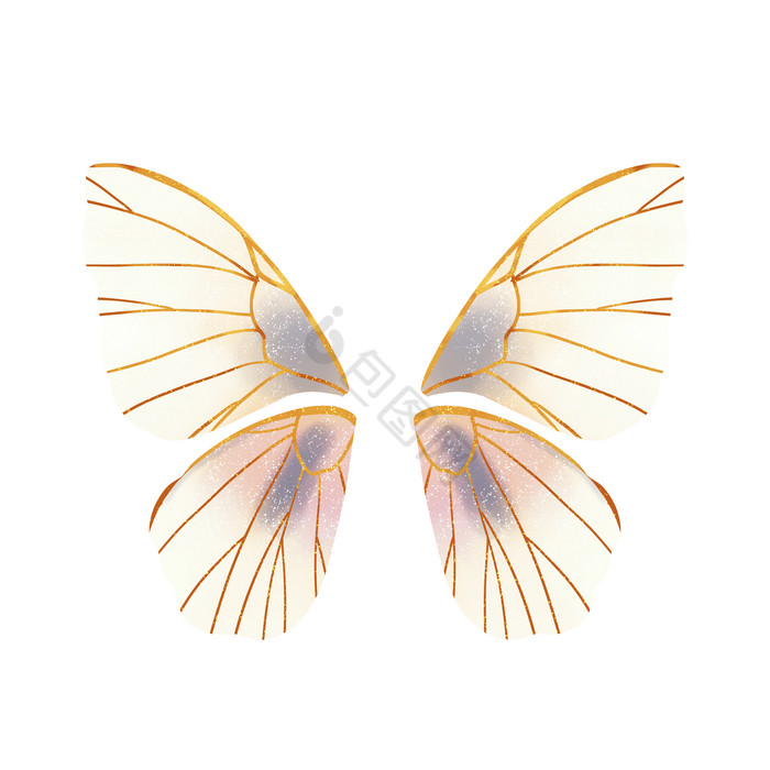昆虫蝴蝶翅膀图片
