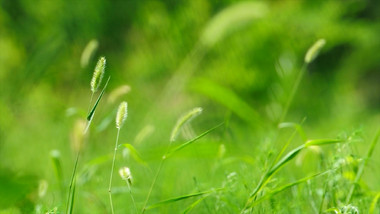 自然风光草地春天气息花花草草阳光