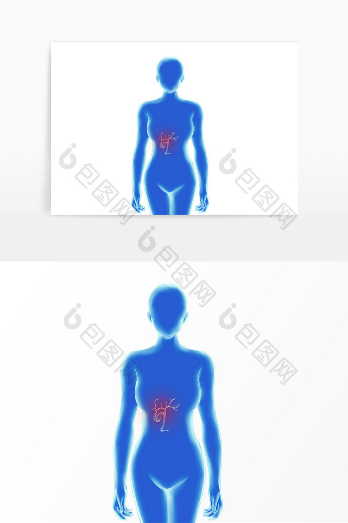 科技人体内脏胆囊